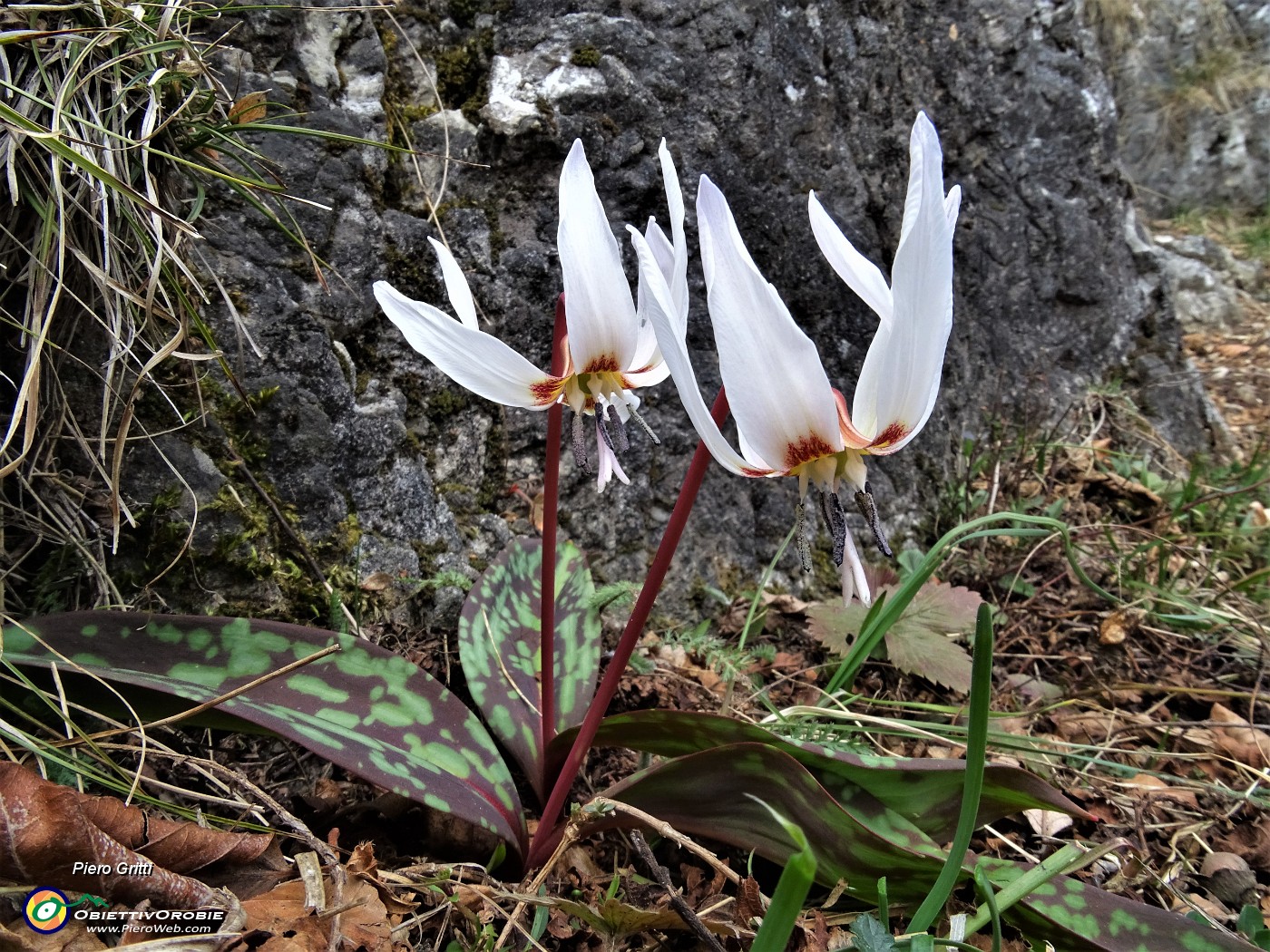 69 Denti di cane (Erythronium dens-canis).JPG